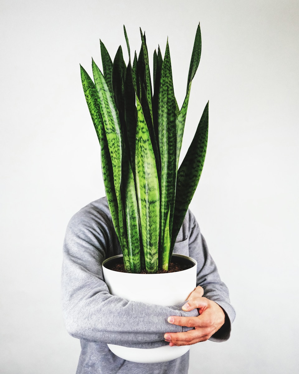 Photo by feey green snake plant on white ceramic pot