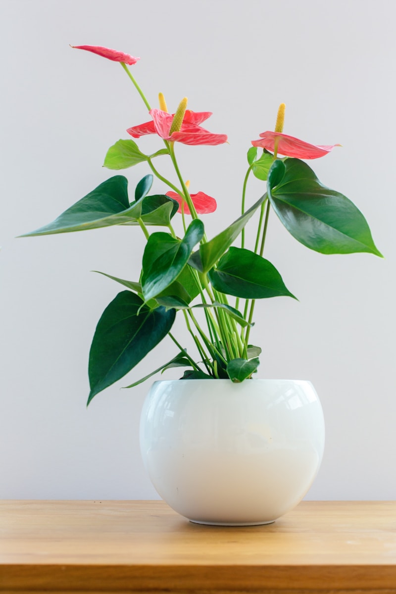 Photo by Natalie Kinnear a plant in a white vase on a wooden table
