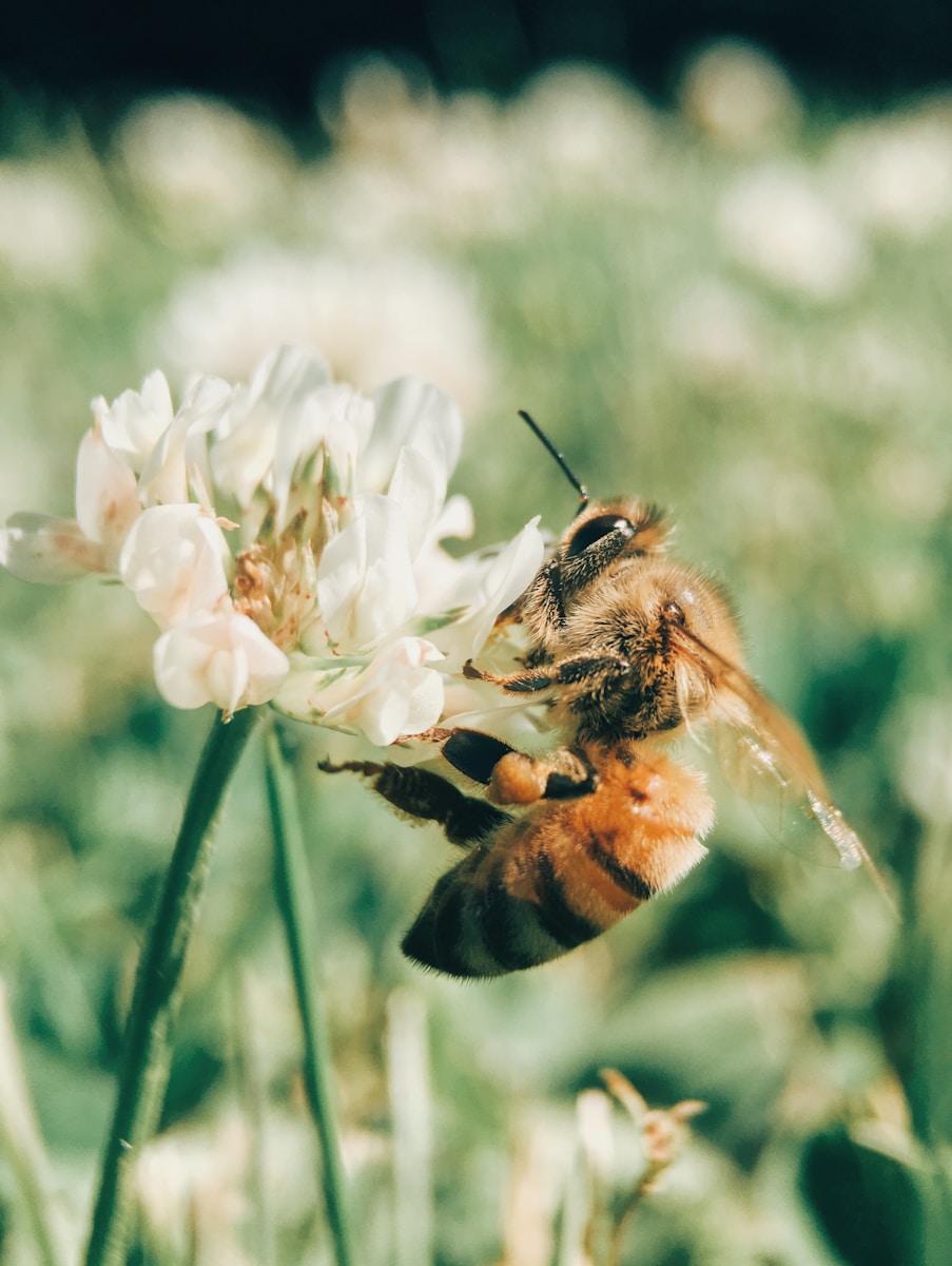Photo by Aaron Burden wasp on blooming white flower