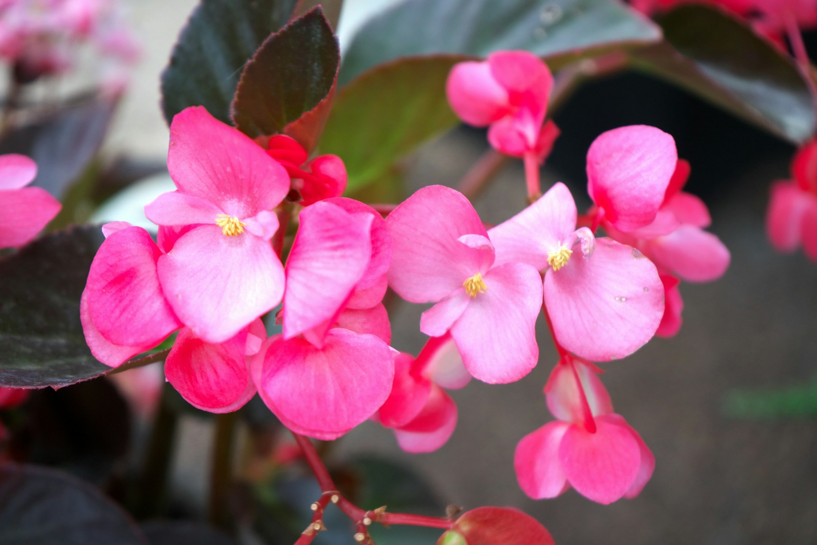 Photo by Tadeusz Zachwieja A close up of a pink flower with green leaves