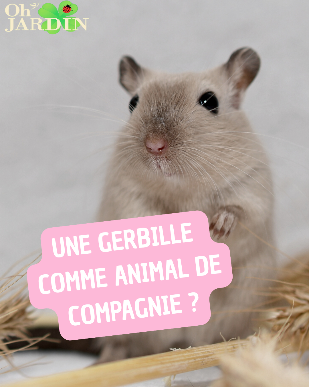 Copie de Une souris comme animal de compagnie