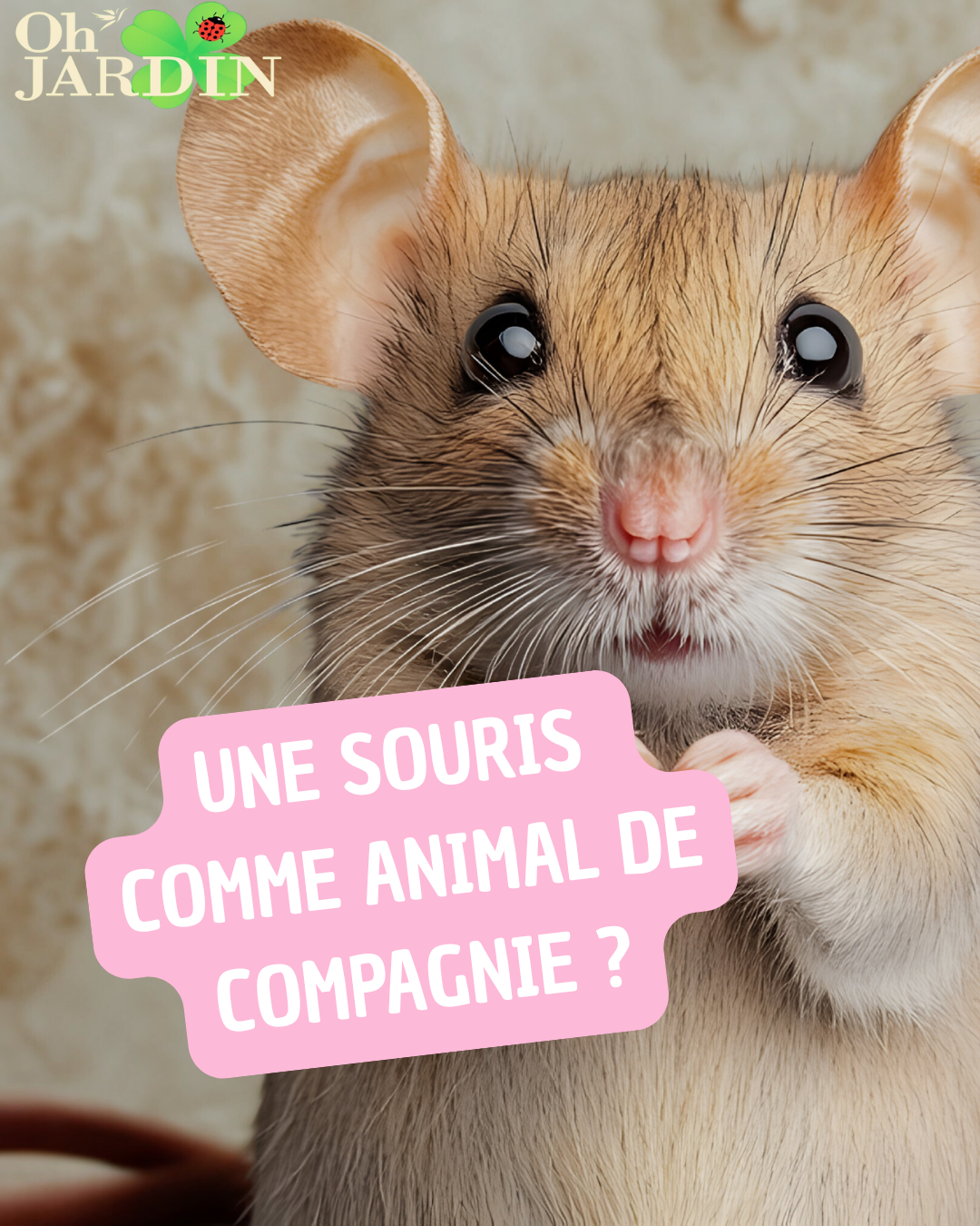 Copie de Une souris comme animal de compagnie (1)