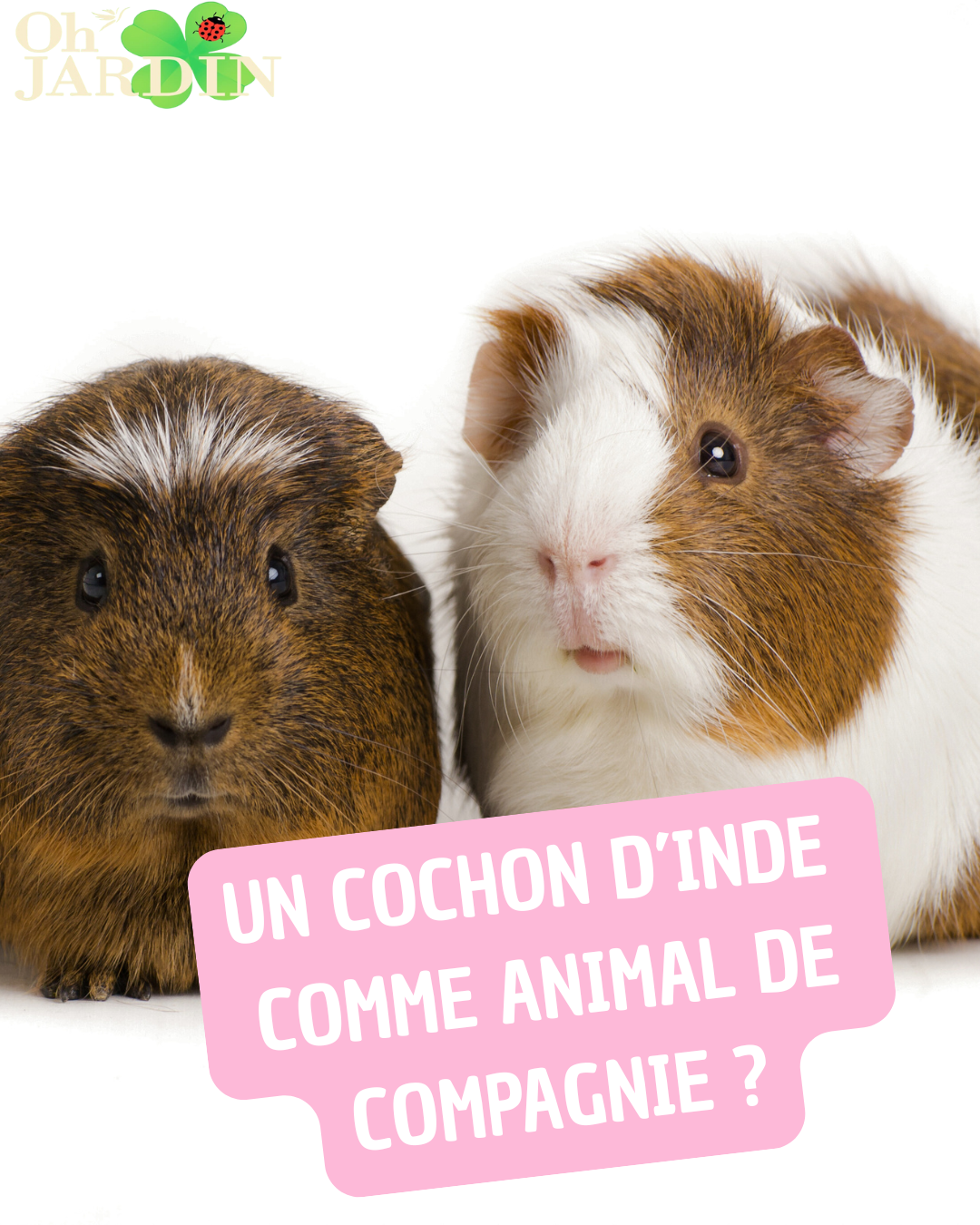 Copie de Une souris comme animal de compagnie (2)