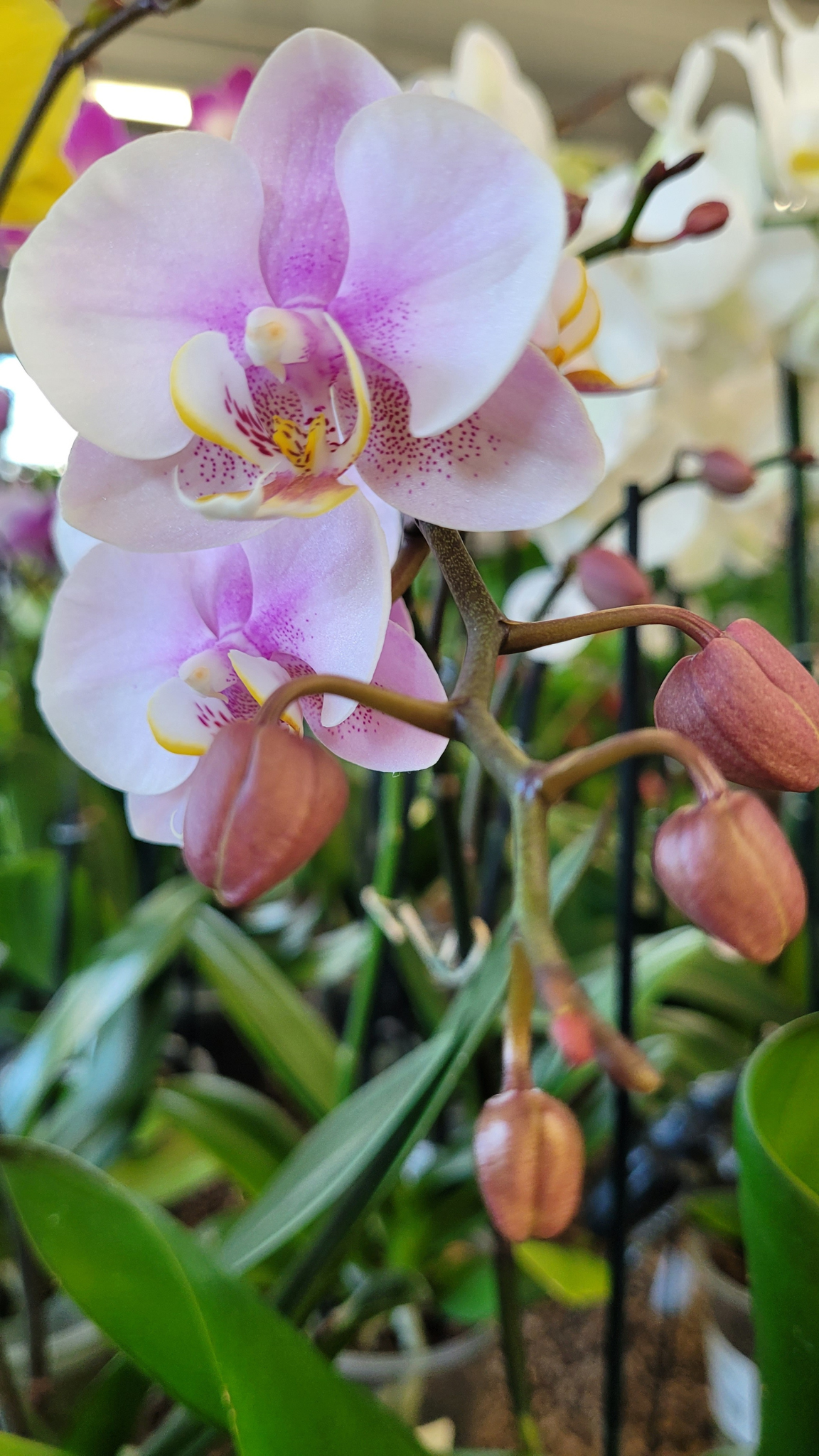 Design sans titre (8) purple moth orchids in close up photography