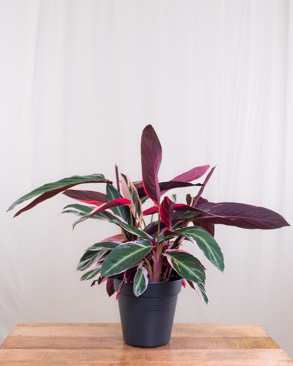 Photo by feey a potted plant sitting on top of a wooden table