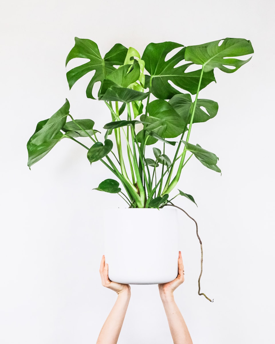 Photo by feey green plant on white ceramic pot