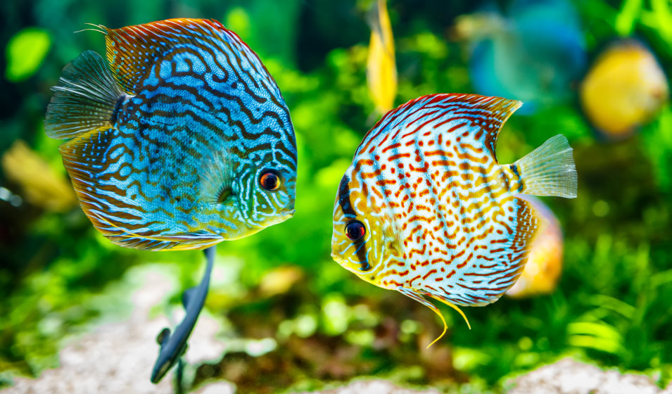 Symphysodon discus