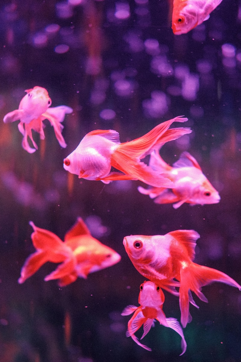 Photo by LIM ENG a group of goldfish swimming in an aquarium