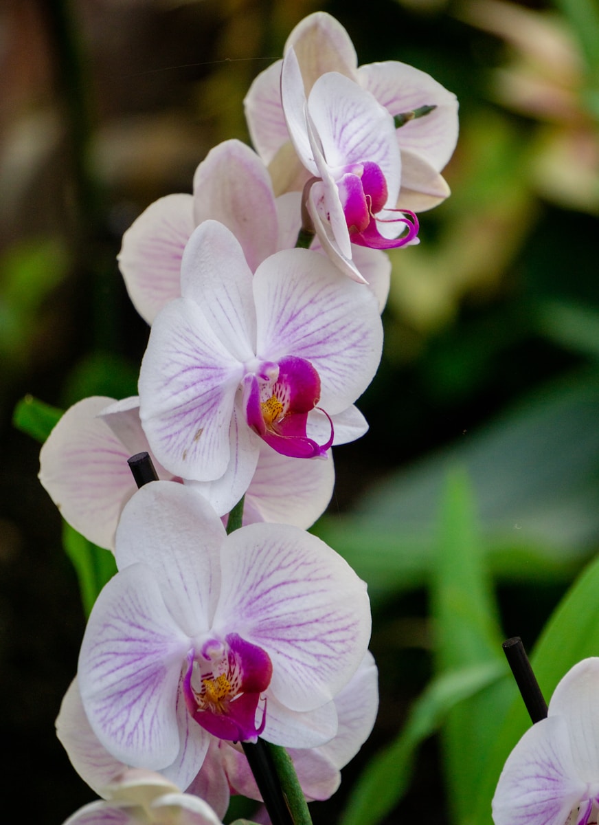 Photo by Aravind Reddy Tarugu a group of white and purple flowers in a garden