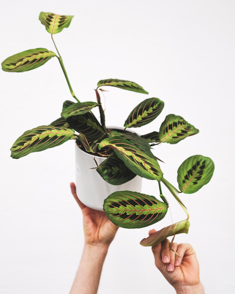 Photo by feey a person holding a potted plant with green leaves