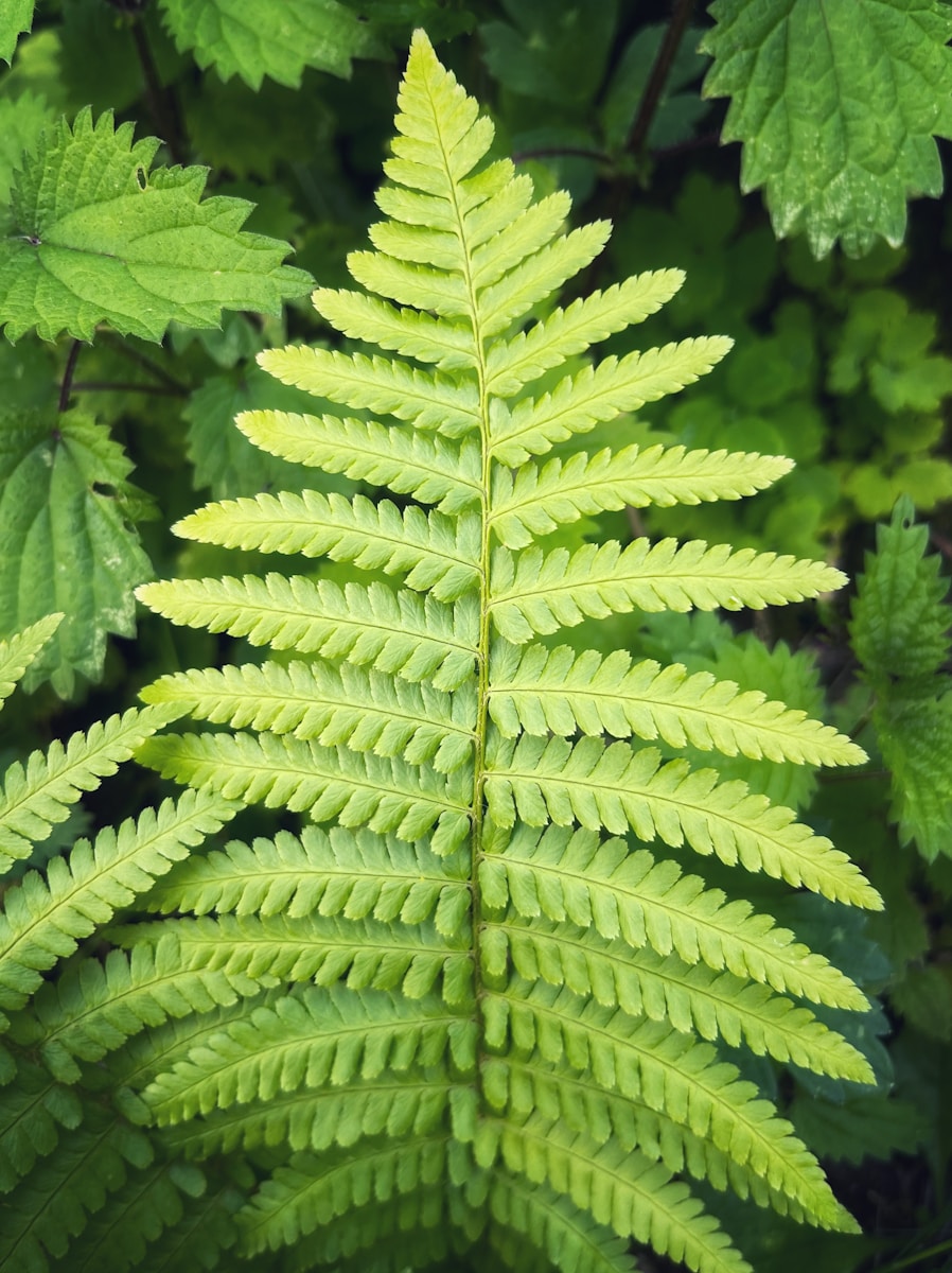 Photo by Art Of Nature a close up of a green plant with lots of leaves