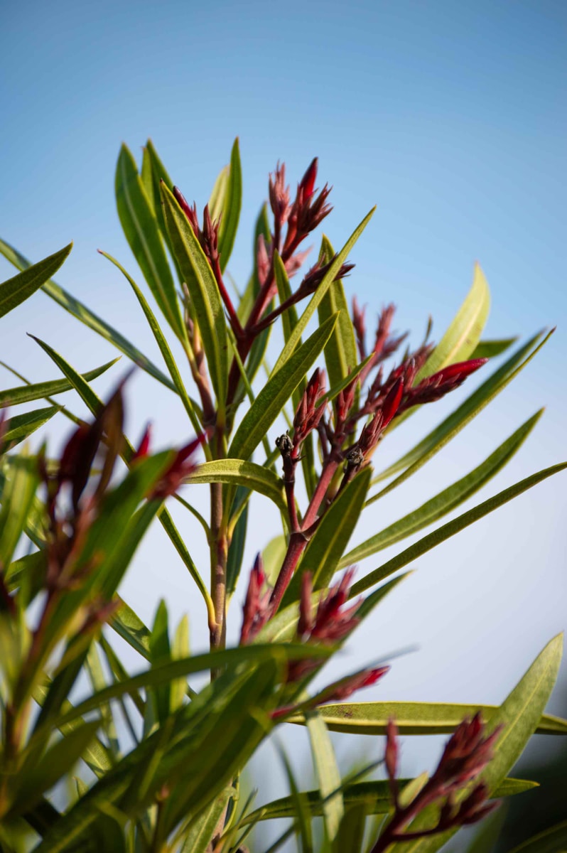 a close up of a plant with red flowers