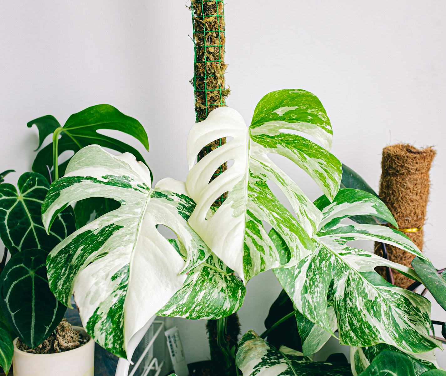 Photo by Huy Phan a green and white plant sitting on top of a table