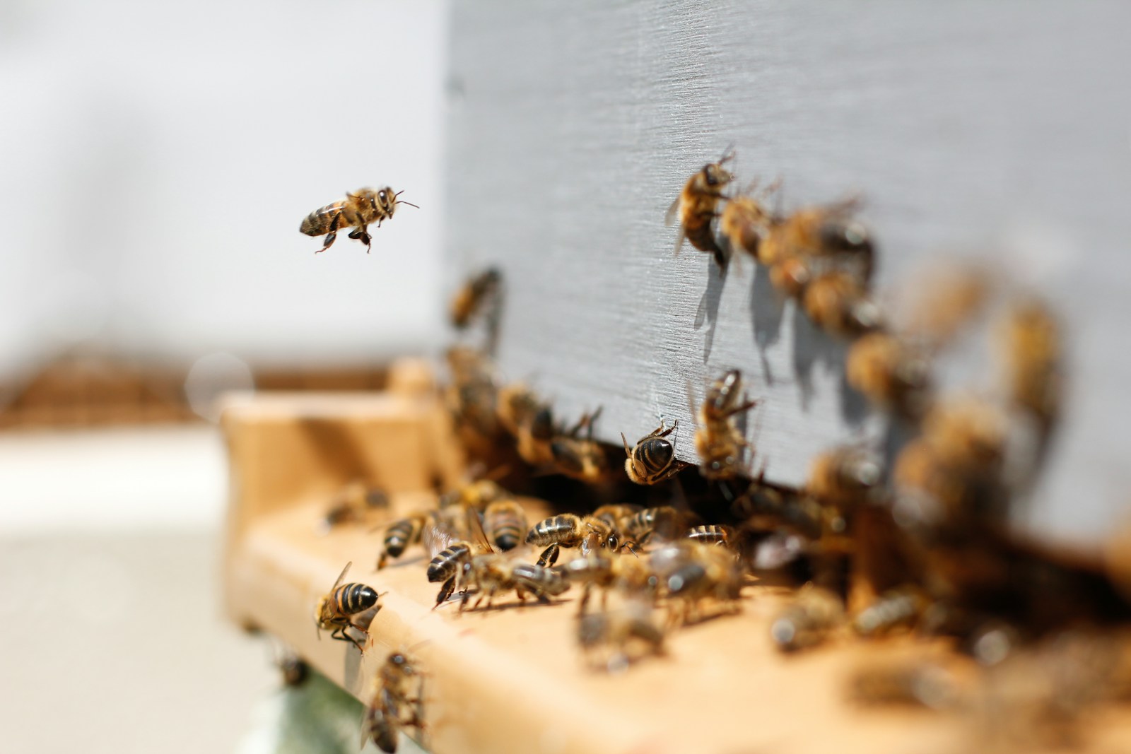 Photo by Damien TUPINIER swarm of honey bees