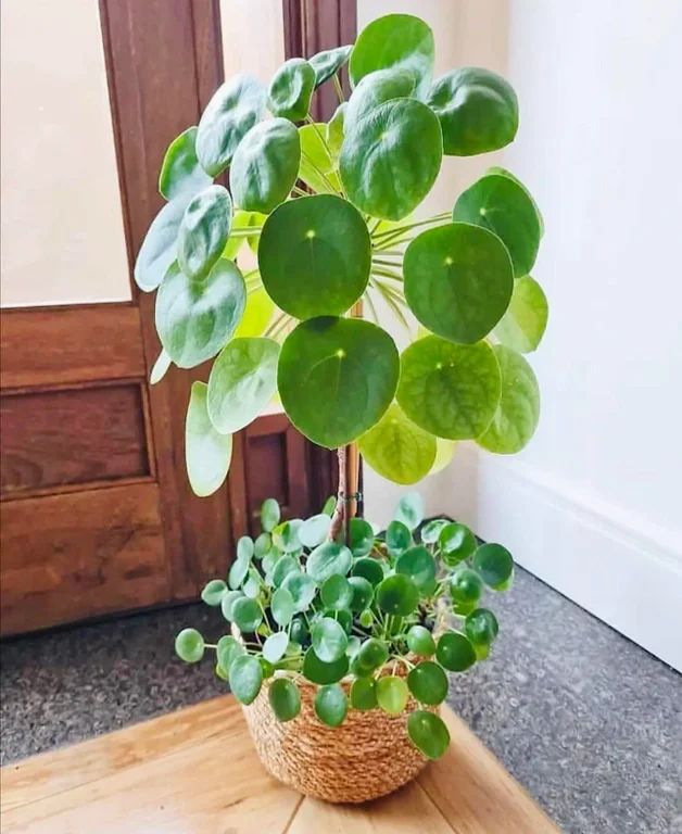 pilea-peperomioide-plantandstories