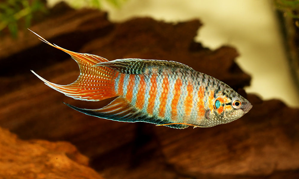 poisson-paradis_AdobeStock_179304490