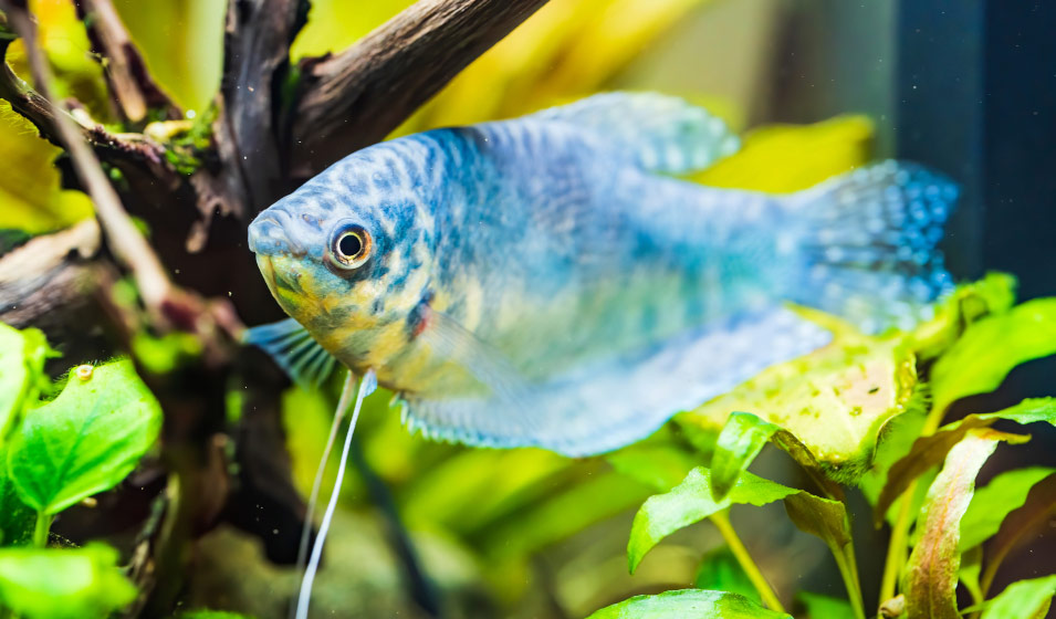 poissons-colores-aquarium-eau-douce-1
