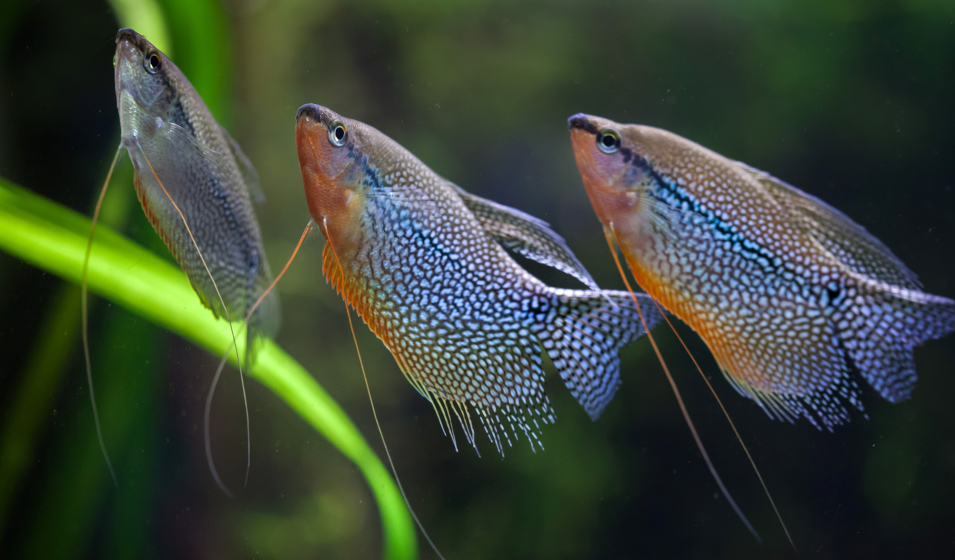 Pearl gourami (Trichopodus leerii)