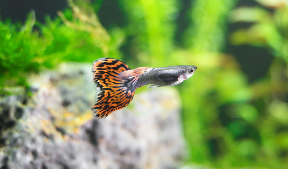 Guppys in freshwater aquarium. Poecilia reticulata.
