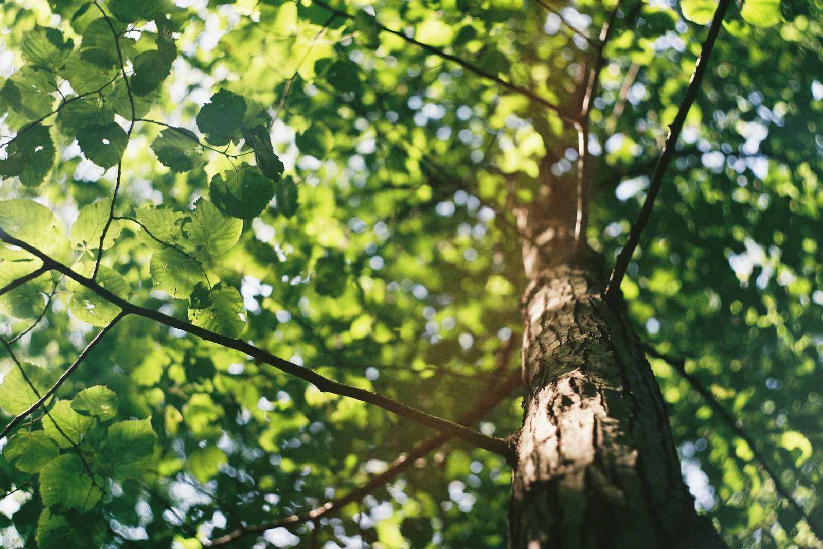 Photo by David Vig macro shot photography of tree during daytime