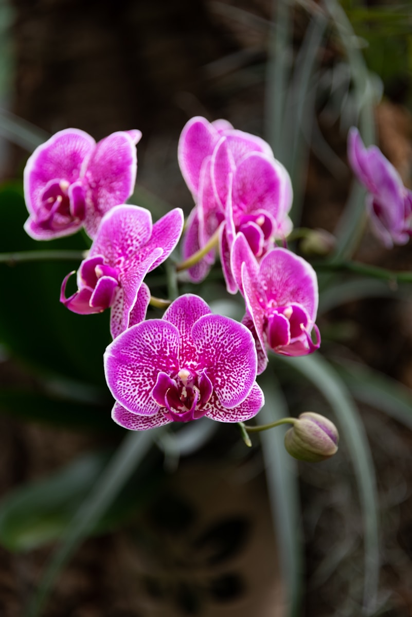 Photo by Joseph Corl A close up of a bunch of pink flowers