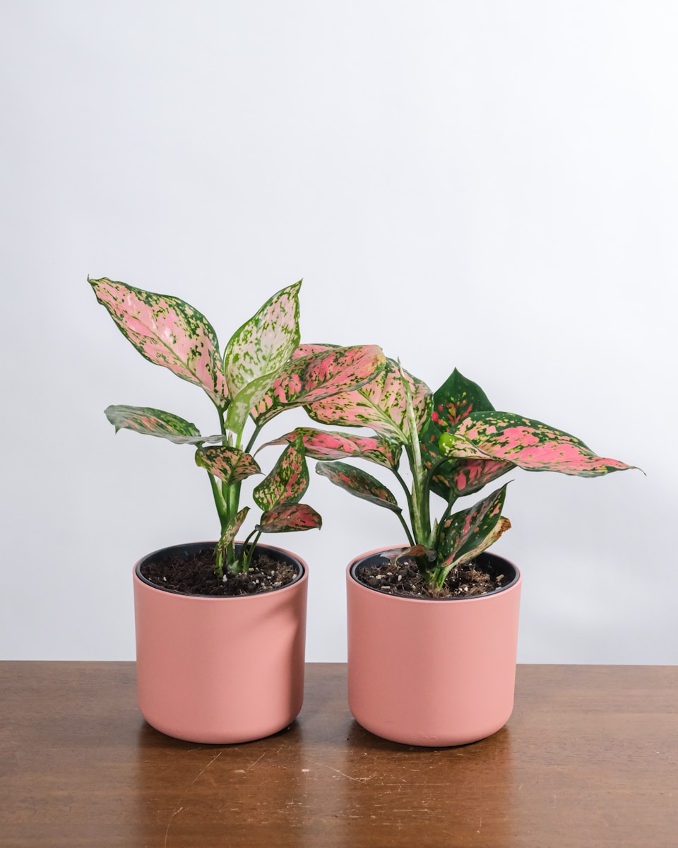 Photo by feey green and red plant on brown clay pot