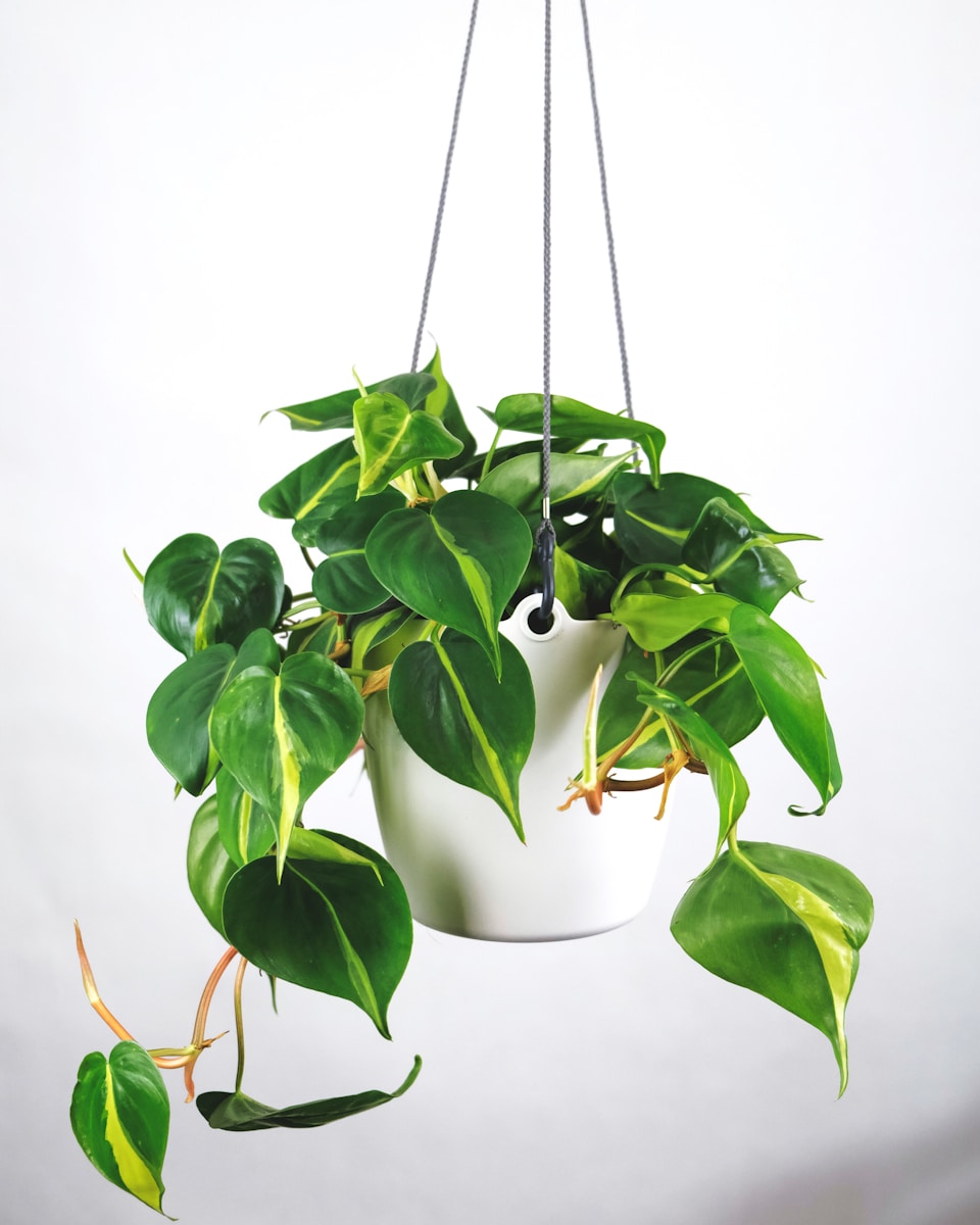 Photo by feey green plant on white ceramic pot