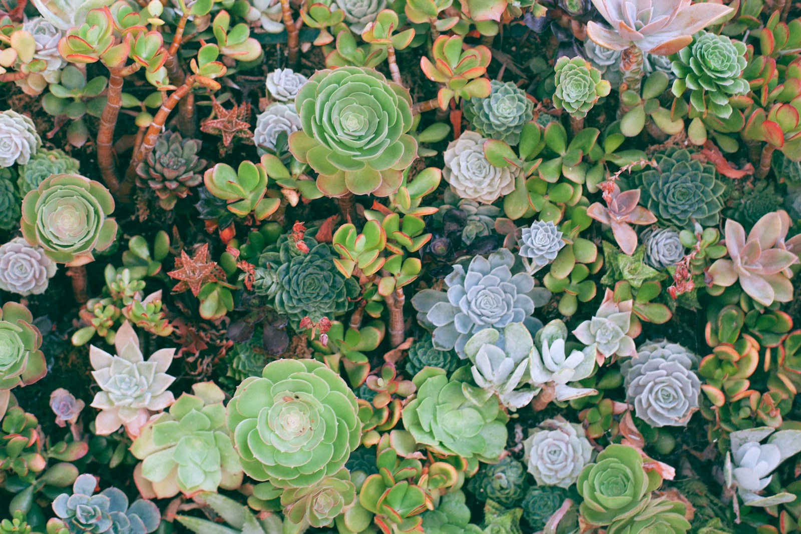 Photo by Maria Orlova top-angle photography of succulent plants