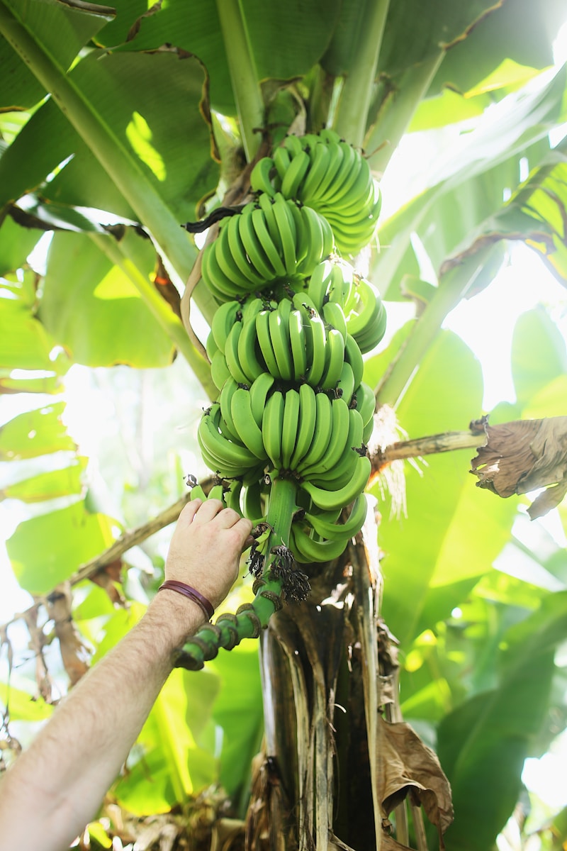 green banana fruit on persons hand