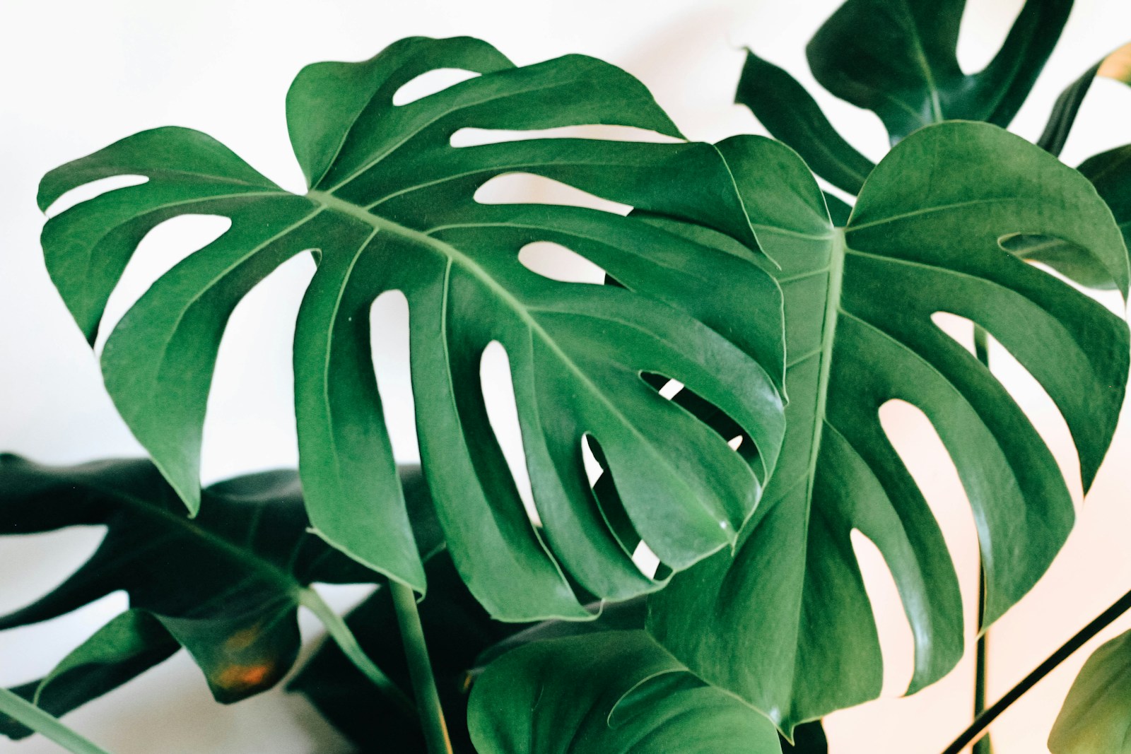 La Monstera green leaf tree