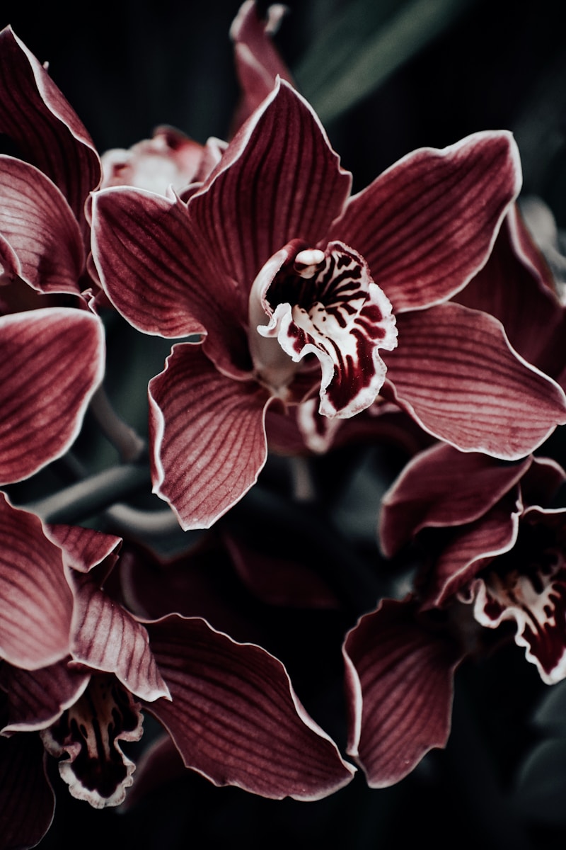 Photo by Kyla Flanagan pink and white flowers