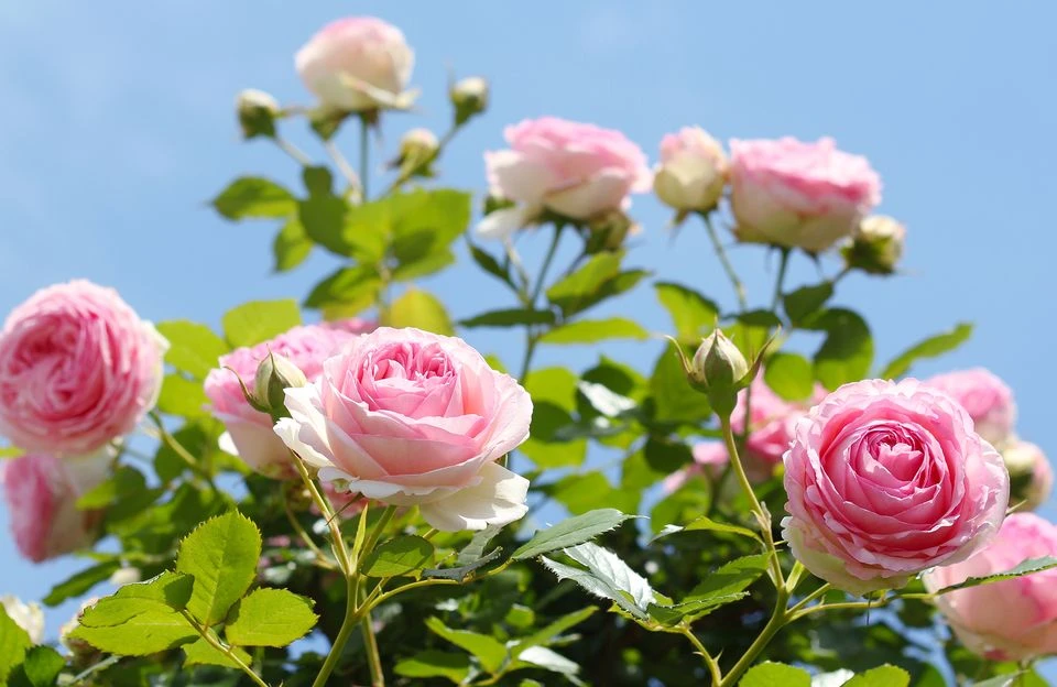 Quand-faut-il-planter-ses-rosiers